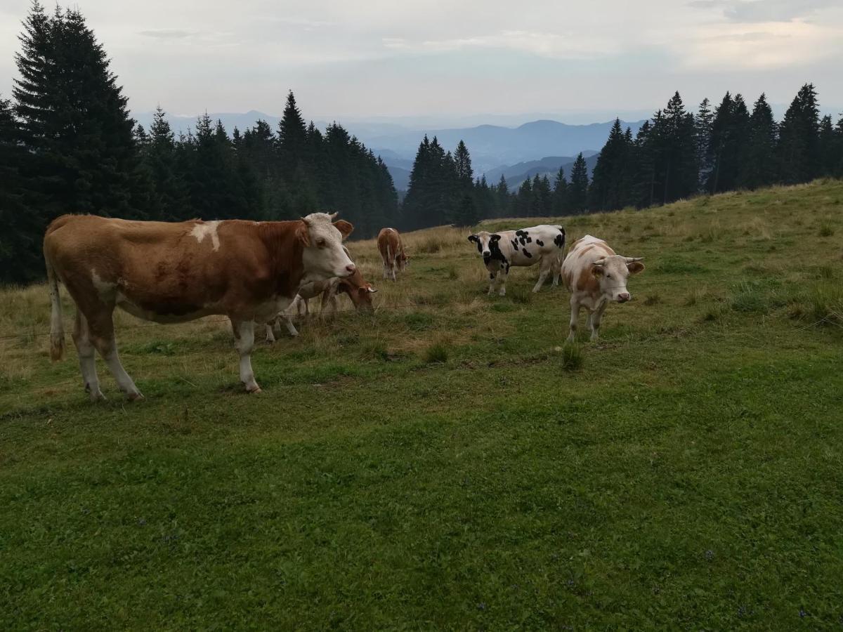 Apartma Borovnica Rogla Vitanje Zewnętrze zdjęcie
